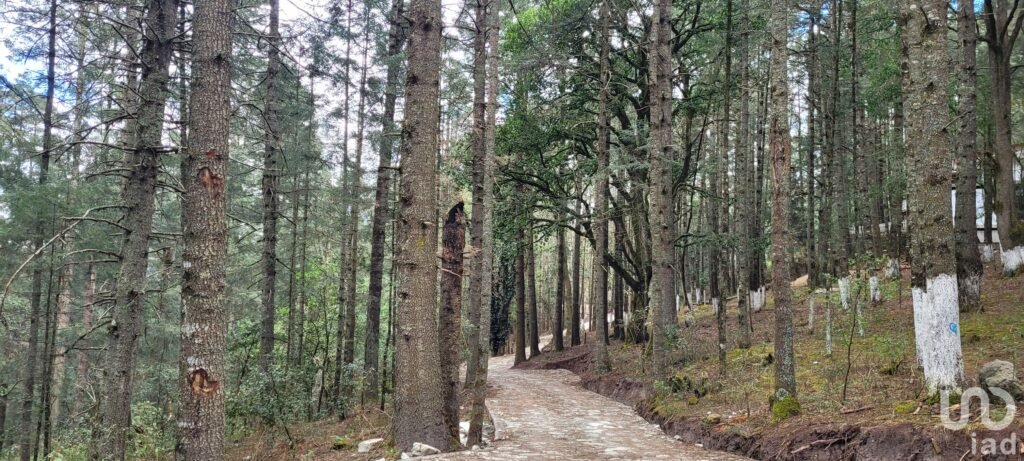 SE VENDE TERRENO RESIDENCIAL EN EL BOSQUE EN EL FRACC. LAS FLORES, MINERAL DE CHICO, HIDALGO
