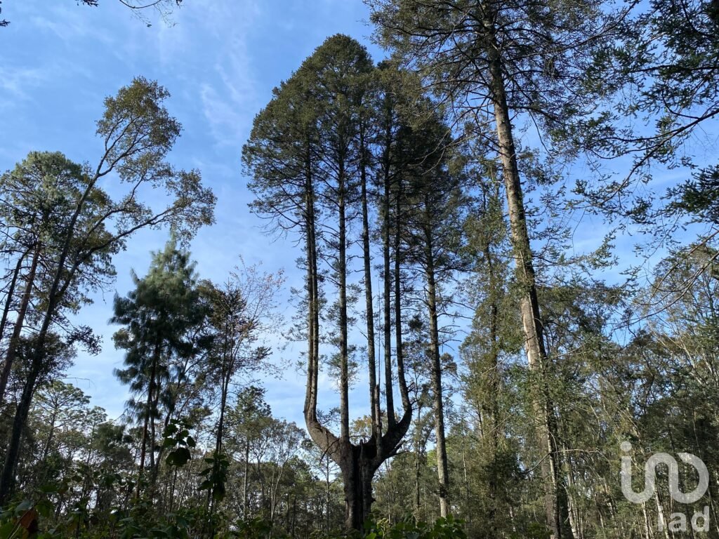 Venta de terreno en el bosque en Omitlán