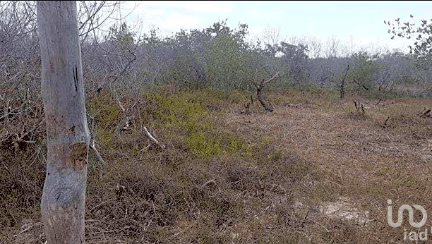 Terreno en Venta en Holbox