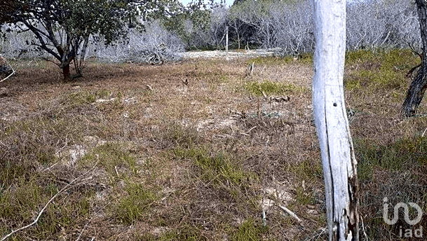 Terreno en Venta en Holbox