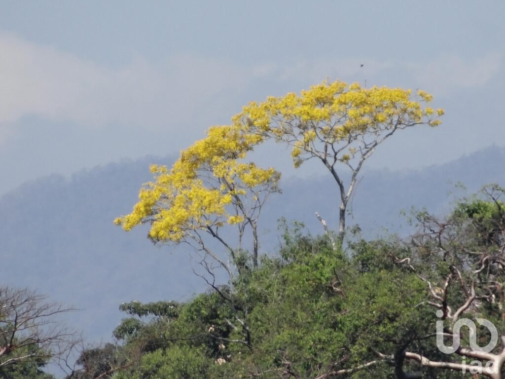 Terreno en Venta Presa Cajón de Peña (La Presa), en Tomatlán, Jalisco.