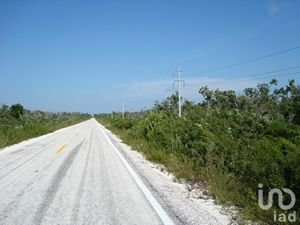 Venta 100 He. de terrene, Ctra Mahahual-Xcalac km 26.5,  Othon  Q.R.