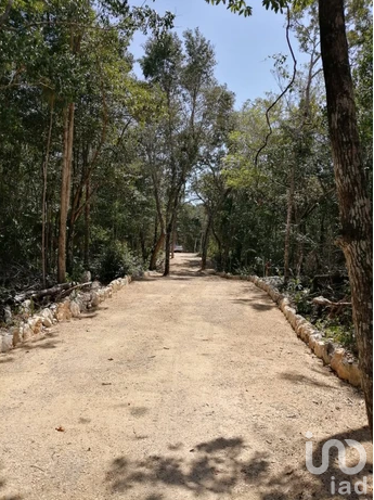 TERRENOS EN VENTA EN  CHEMUYIL, TULUM
