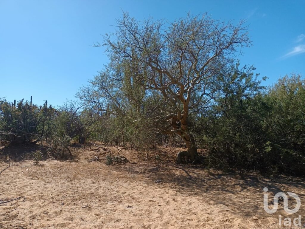 TERRENOS RÚSTICOS CAMPESTRES EN VENTA LOTIFICADOS POR HECTÁREA RANCHO ALEGRE