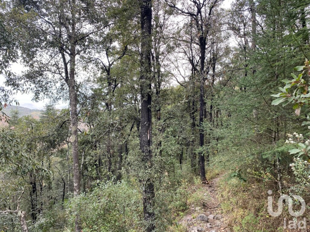 EN VENTA TERRENO BOSCOSO EN EL PUEBLO MAGICO DE OMITLAN,HGO.