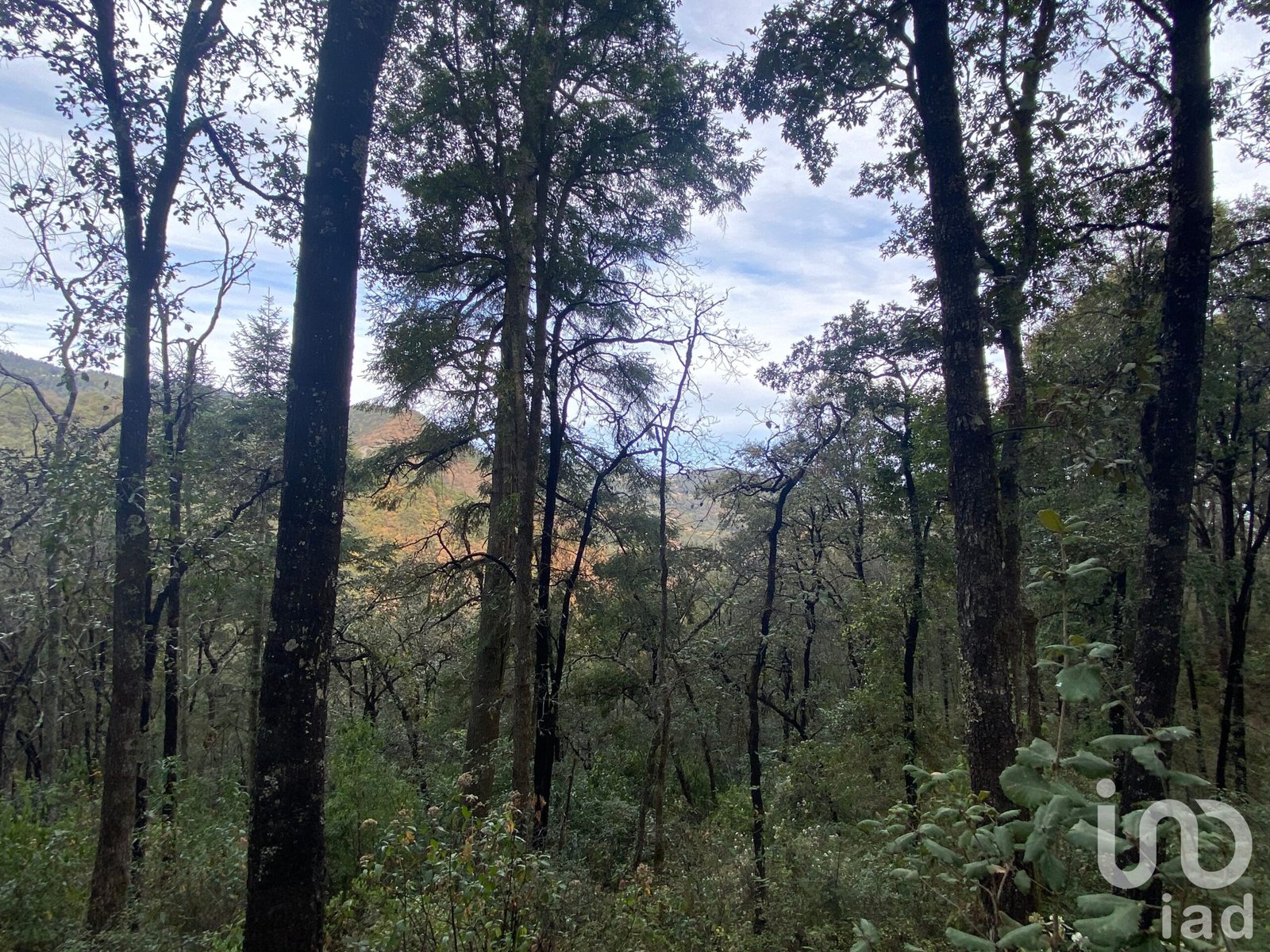 EN VENTA TERRENO BOSCOSO EN EL PUEBLO MAGICO DE OMITLAN,HGO. EN VENTA TERRENO BOSCOSO EN EL PUEBLO MAGICO DE OMITLAN,HGO.