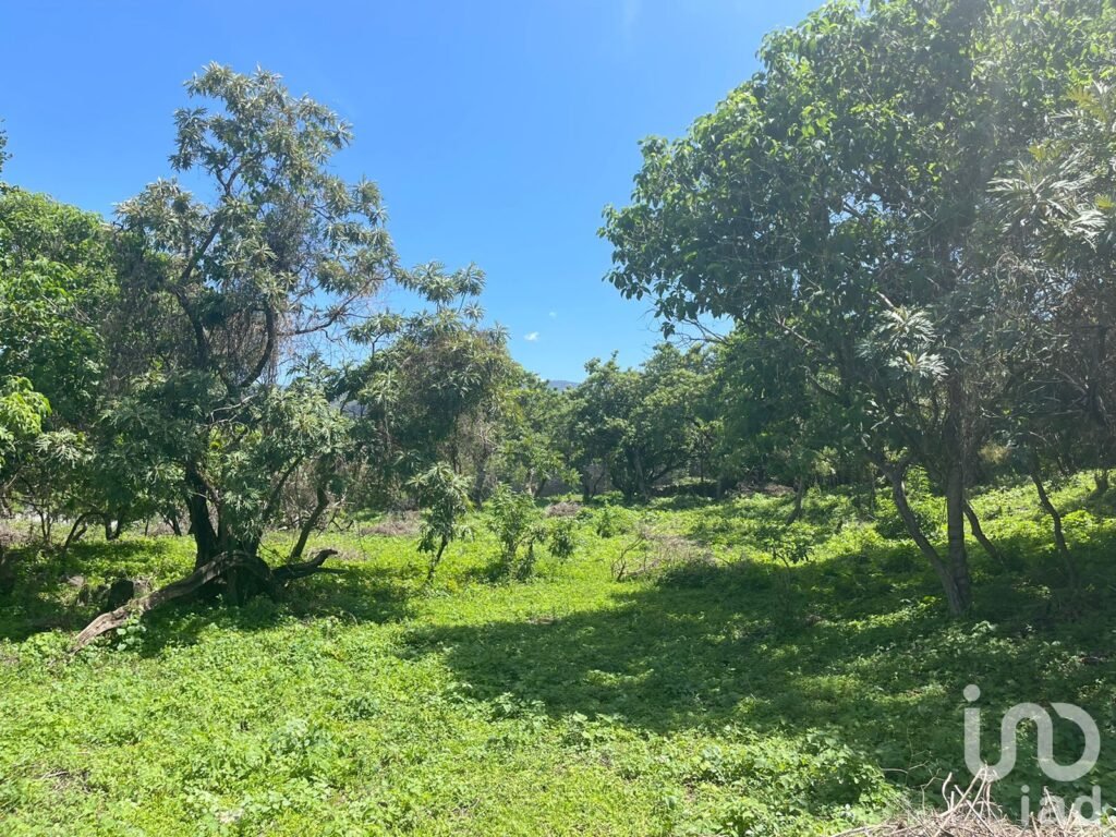 Terreno en Venta, Conjunto Amates en Tepoztlán, Morelos.