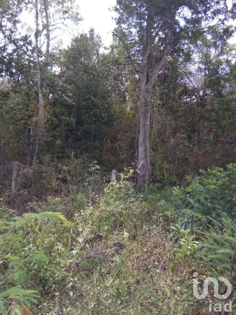 TERRENO EN VENTA CARRETERA TULUM-CARRILLO PUERTO