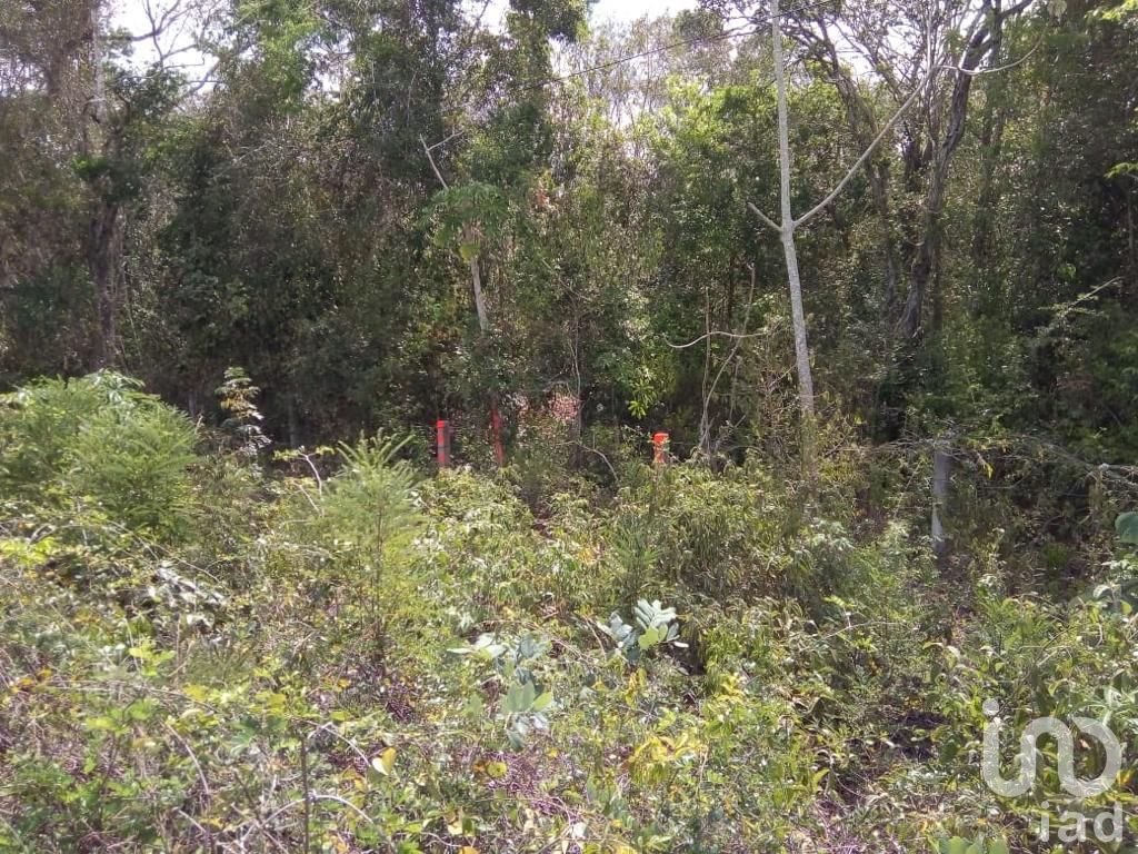 TERRENO EN VENTA CARRETERA TULUM-CARRILLO PUERTO