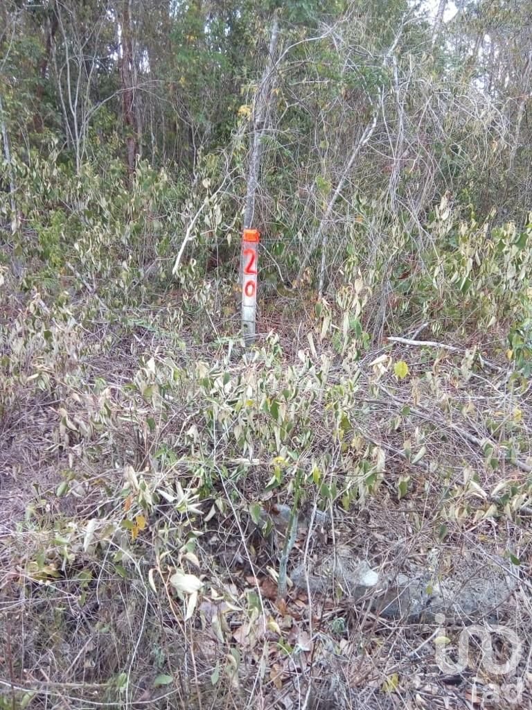 TERRENO EN VENTA CARRETERA TULUM-CARRILLO PUERTO