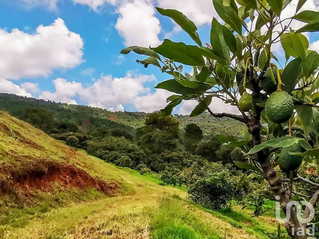 RANCHO en VENTA en COATEPEC de las HARINAS