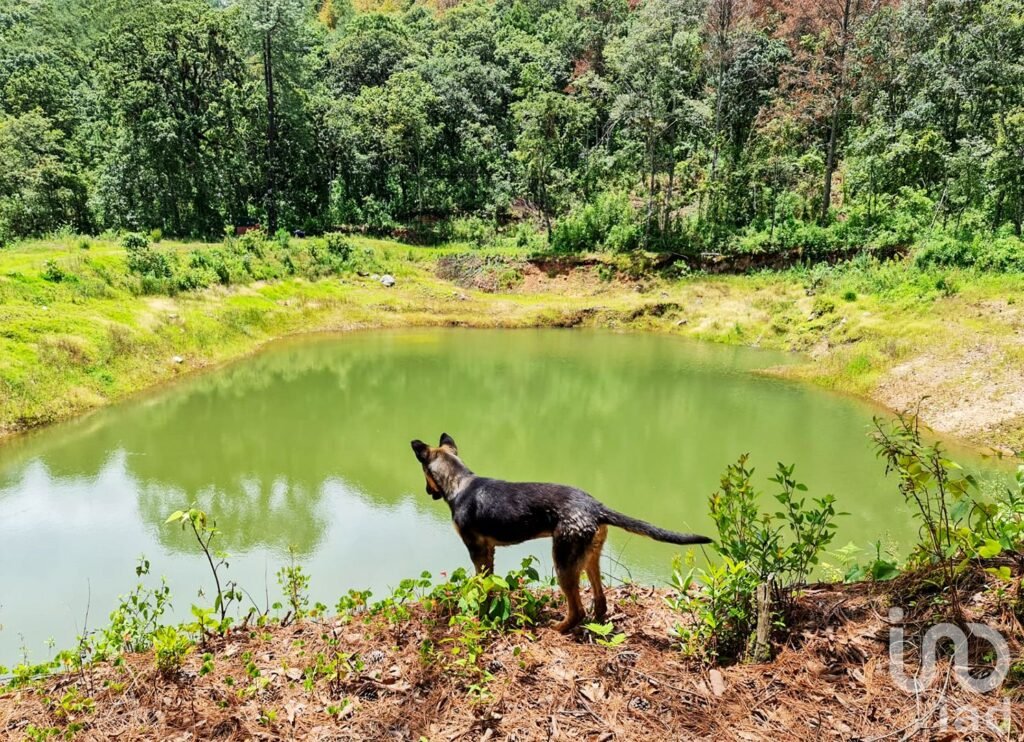 RANCHO en VENTA en COATEPEC de las HARINAS