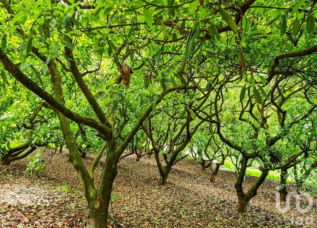RANCHO en VENTA en COATEPEC de las HARINAS