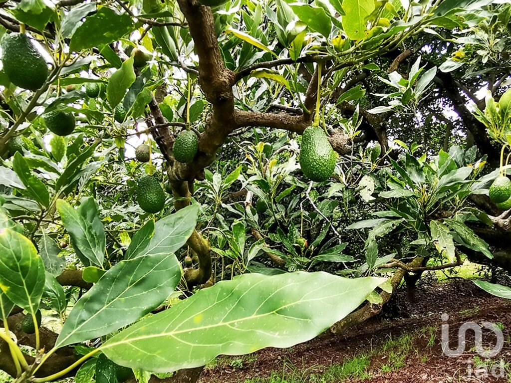 RANCHO en VENTA en COATEPEC de las HARINAS
