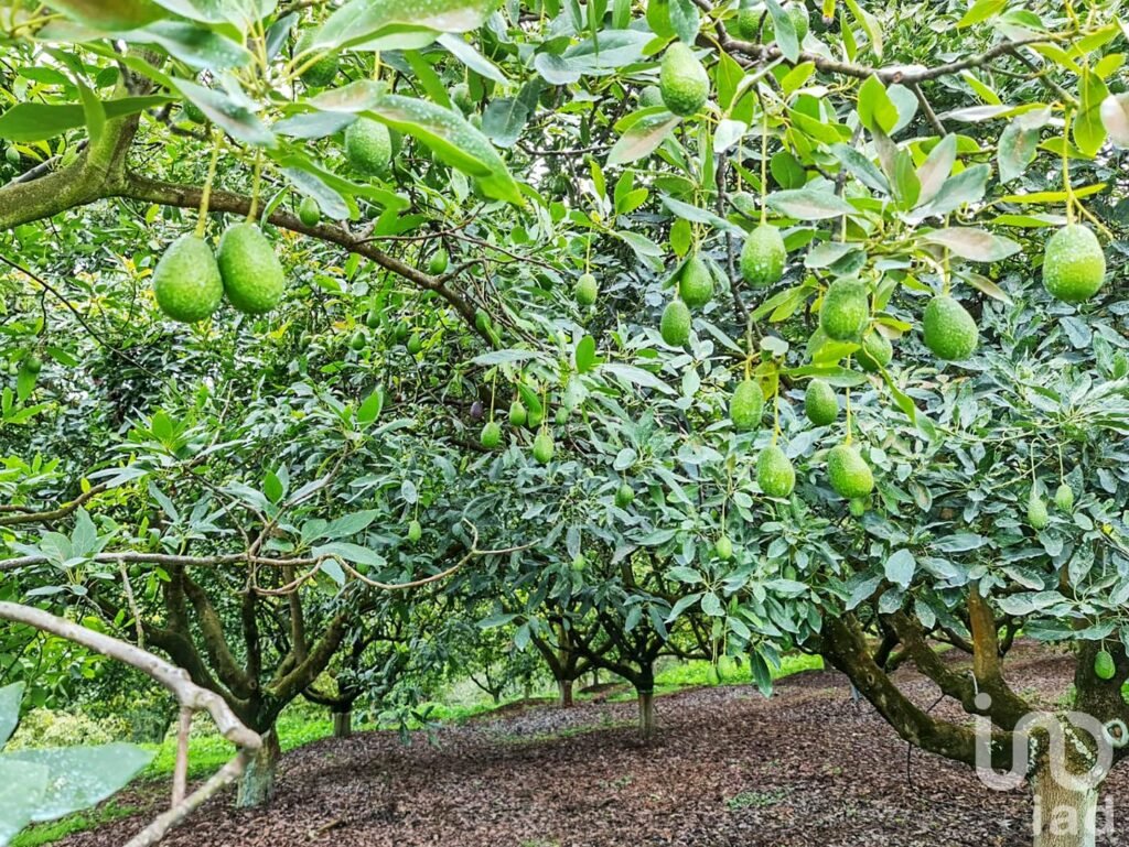 RANCHO en VENTA en COATEPEC de las HARINAS