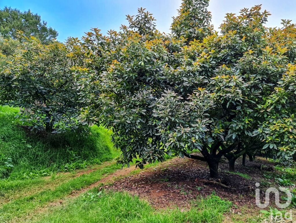 RANCHO en VENTA en COATEPEC de las HARINAS