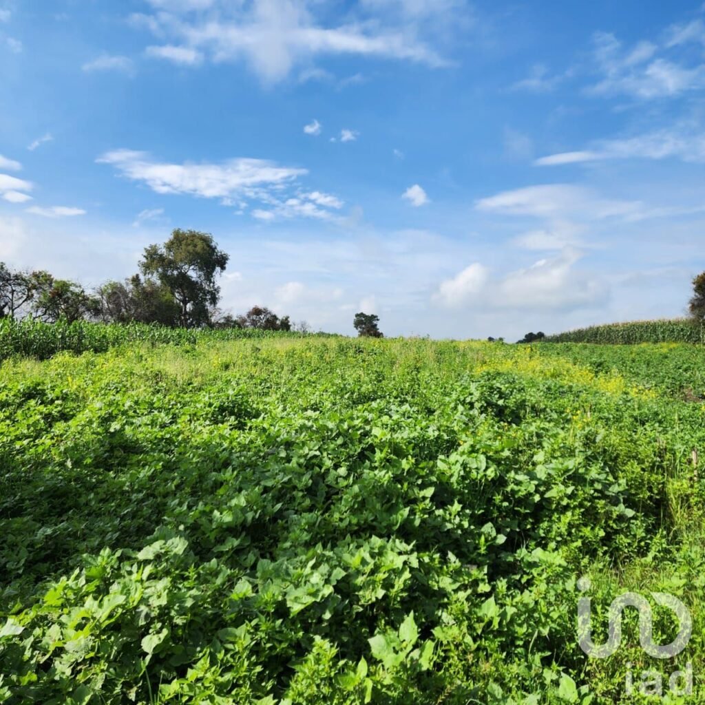 TERRENO EN VENTA EN ZOYATZINGO, AMECAMECA, EDO DE MEX