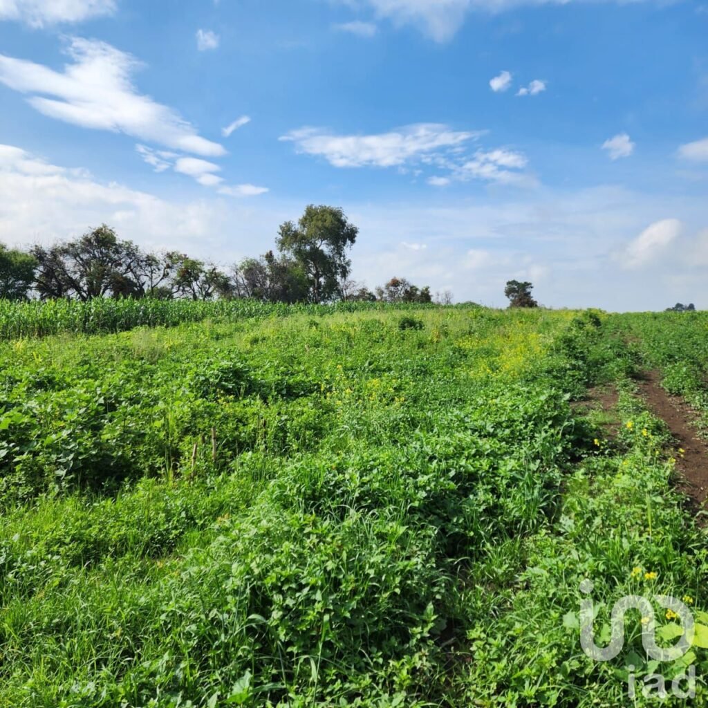 TERRENO EN VENTA EN ZOYATZINGO, AMECAMECA, EDO DE MEX