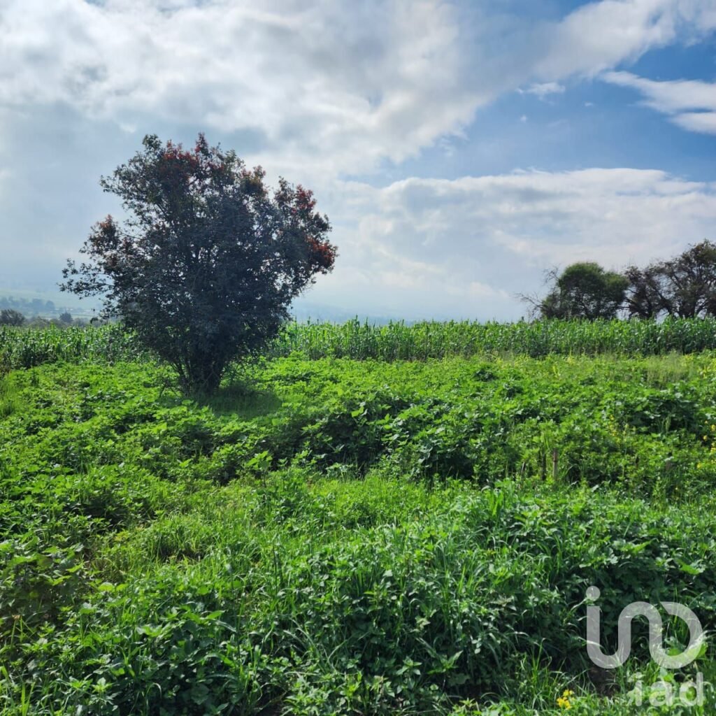 TERRENO EN VENTA EN ZOYATZINGO, AMECAMECA, EDO DE MEX