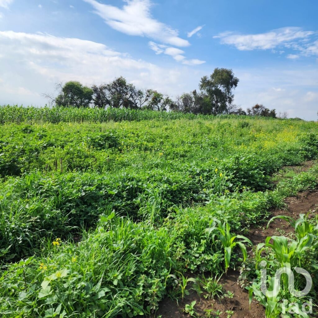 TERRENO EN VENTA EN ZOYATZINGO, AMECAMECA, EDO DE MEX