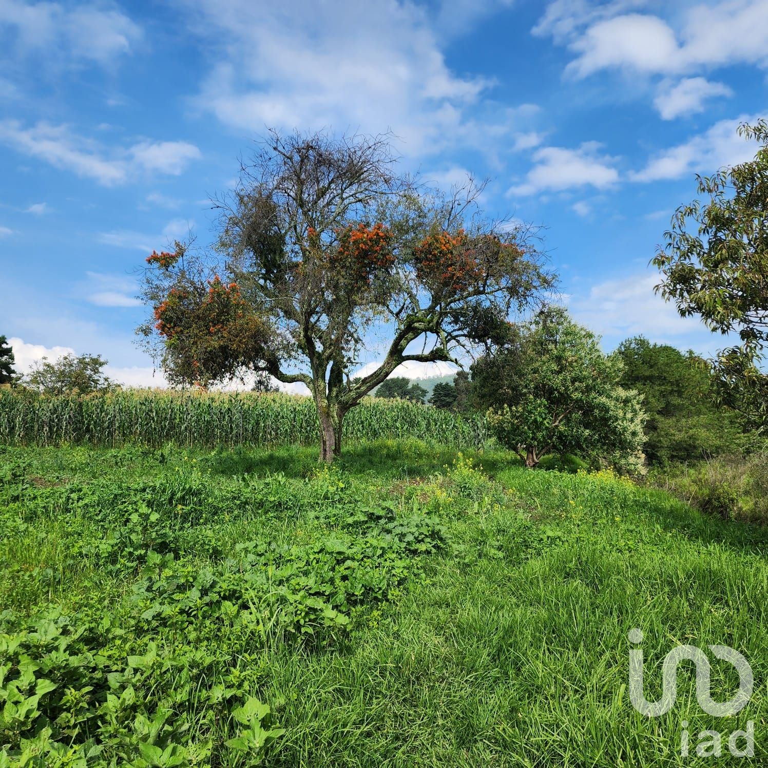 TERRENO EN VENTA EN ZOYATZINGO, AMECAMECA, EDO DE MEX TERRENO EN VENTA EN ZOYATZINGO, AMECAMECA, EDO DE MEX