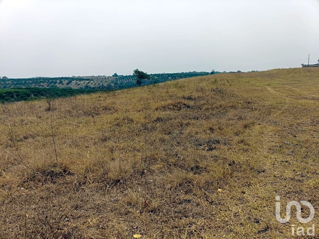 PREDIO RÚSTICO EN VENTA EN LOS TOLENTINOS, LOCALIDAD DE LA AURORA, MUNICIPIO EMILIANO ZAPATA, VER.