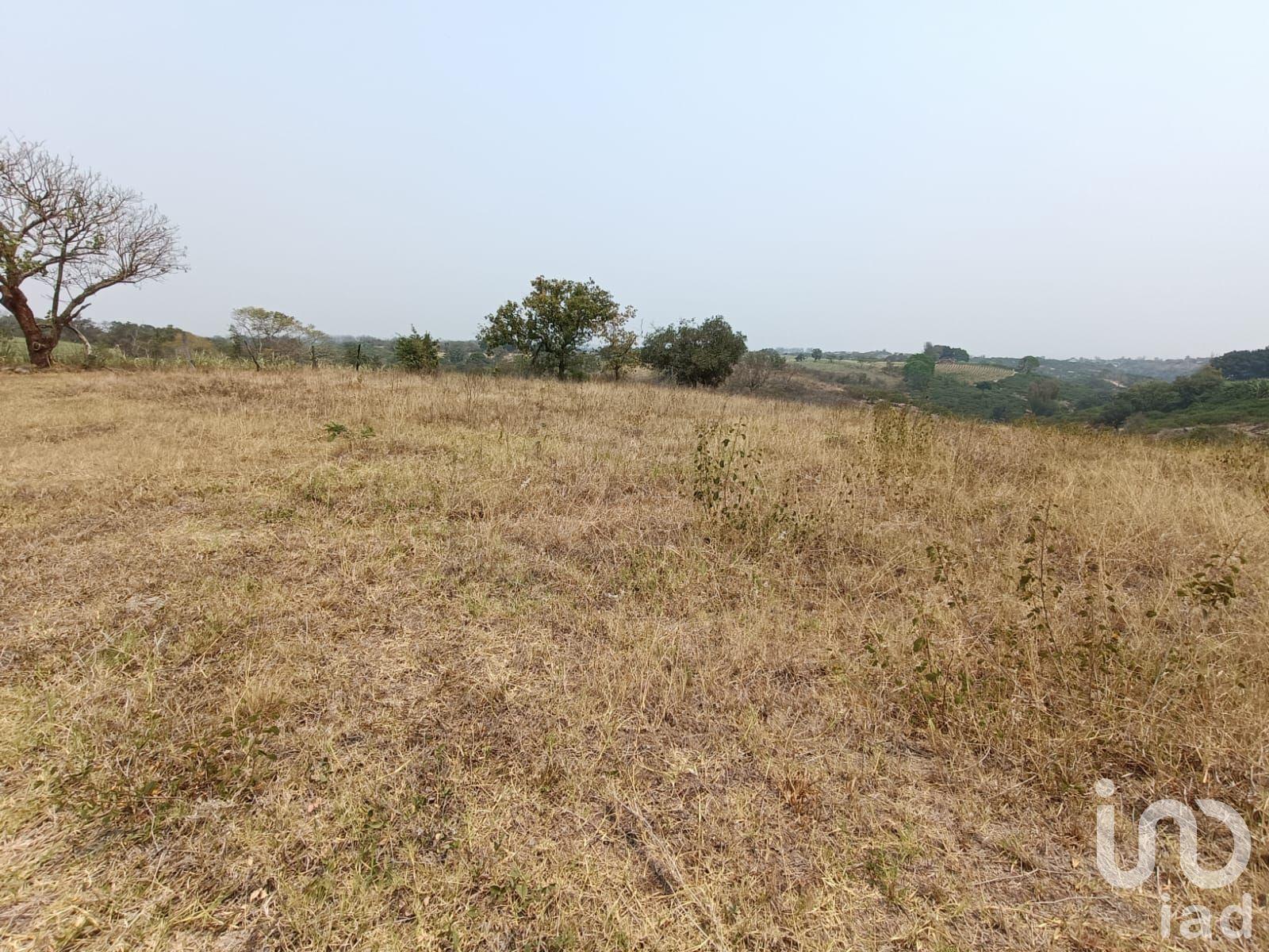 PREDIO RÚSTICO EN VENTA L-44 EN LOS TOLENTINOS, LOC. DE LA AURORA, MUNICIPIO EMILIANO ZAPATA, VER