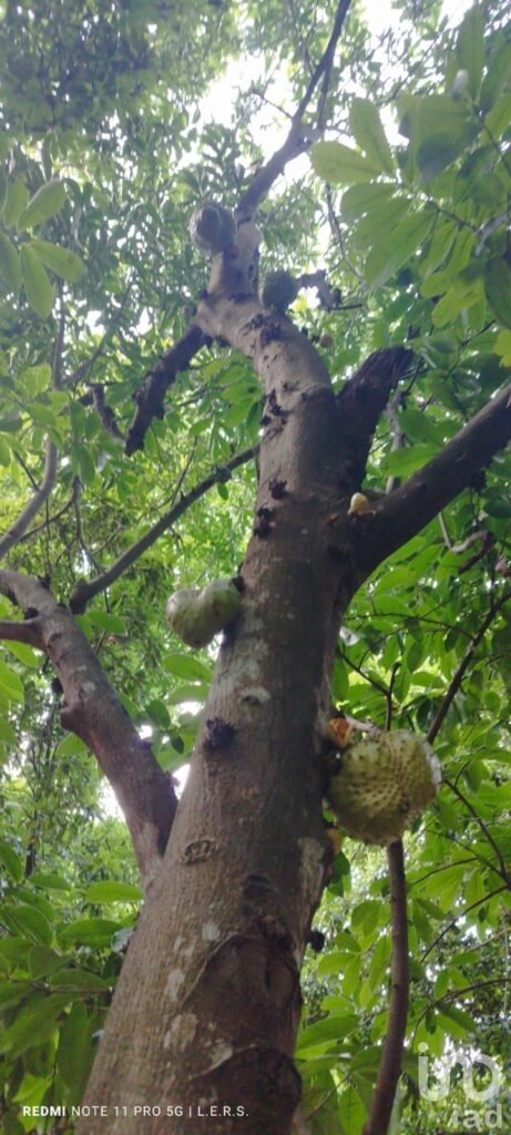 Venta de terreno en carretera federal la bocana Actopan, Veracruz.