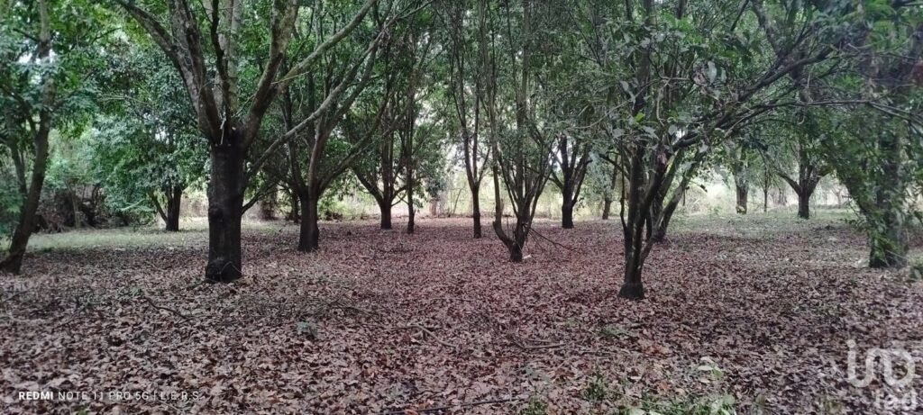 Venta de terreno en carretera federal la bocana Actopan, Veracruz.