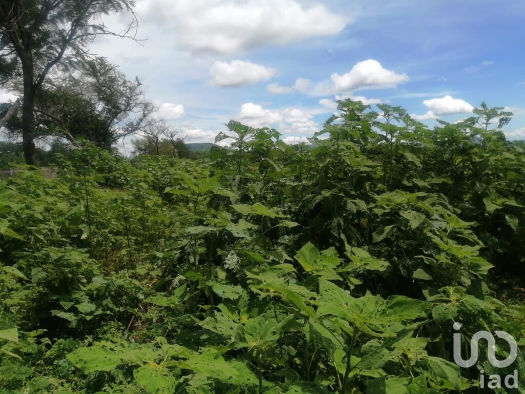 Terreno residencial en Venta Morelos