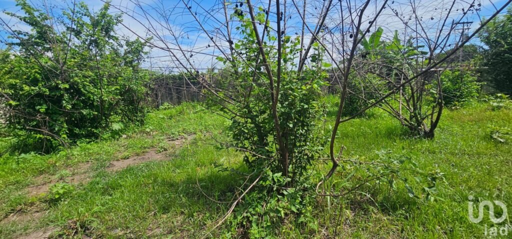 Terreno en venta en Mata Loma Veracruz