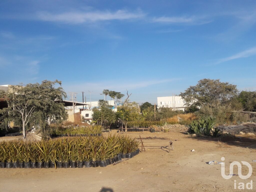 Renta Terreno  Comercial 500 m2  Av. Leona Vicario, Cabo San Lucas B.C.S.