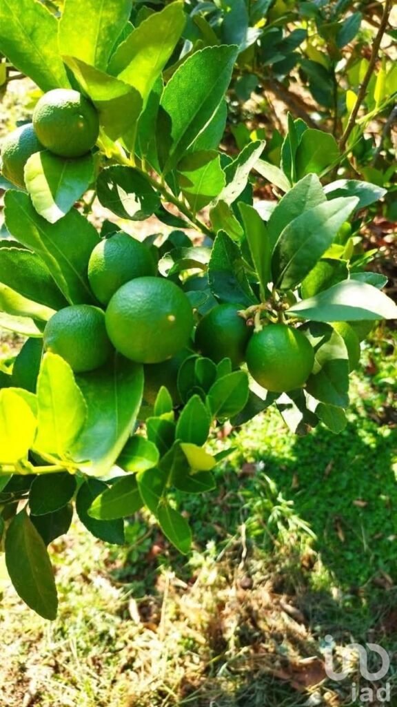 VENTA 23 HECTAREAS DE TERRENO EN TAMPICO ALTO VERACRUZ.