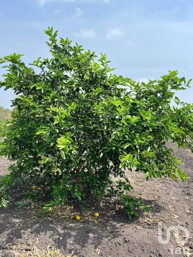 VENTA 23 HECTAREAS DE TERRENO EN TAMPICO ALTO VERACRUZ.