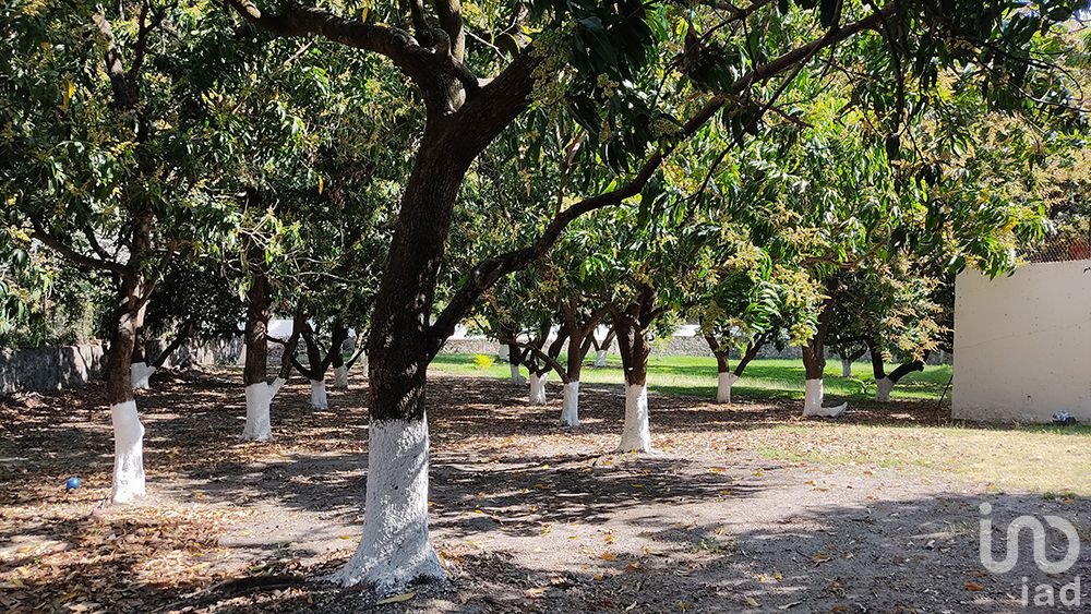 Casa en venta, amplio terreno con arboles frutales, zona centro en Puente de Ixtla Morelos.