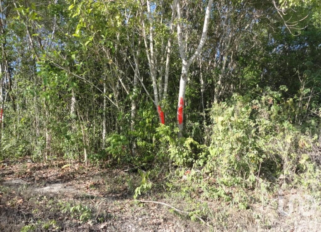 Paraiso en crecimiento 200 hectareas ideales  para resort o eco-turismo