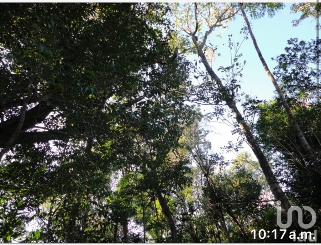 Paraiso en crecimiento 200 hectareas ideales  para resort o eco-turismo