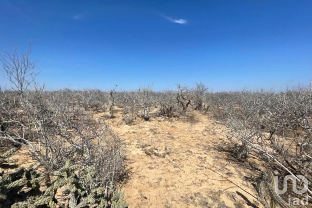 TERRENO 50 HECTÁREAS RÚSTICO AGRICOLA GANADERO EN VENTA COL REVOLUCIÓN MEXICANA CD CONSTITUCIÓN BCS