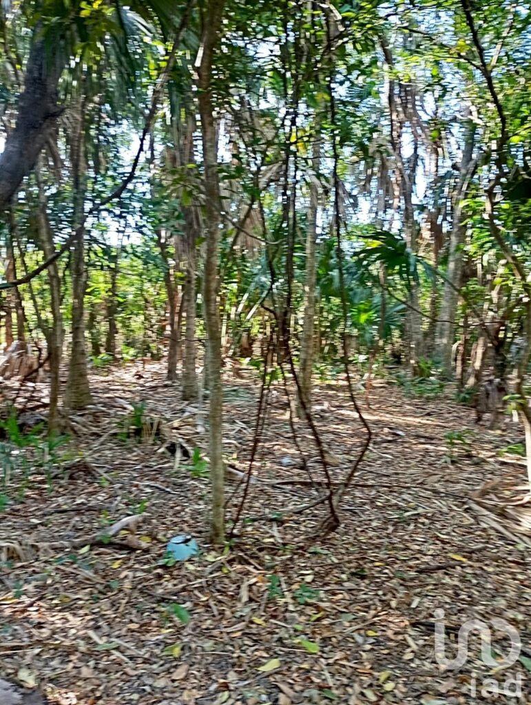 Terreno, hectáreas  en Campeche