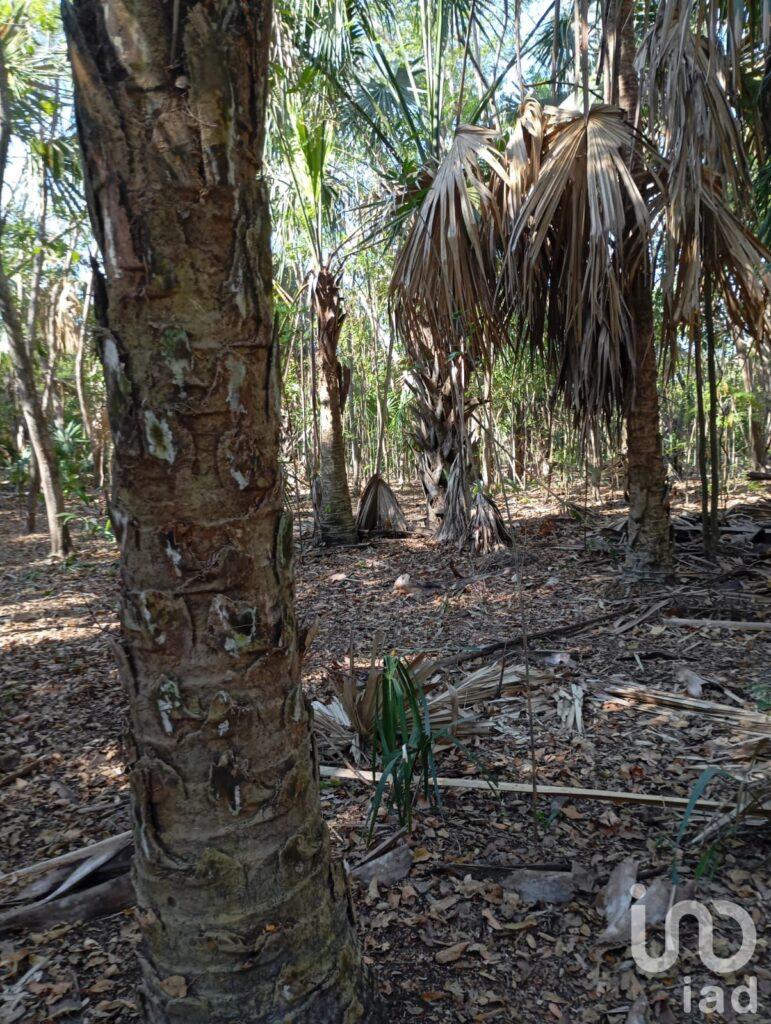 Terreno, hectáreas  en Campeche