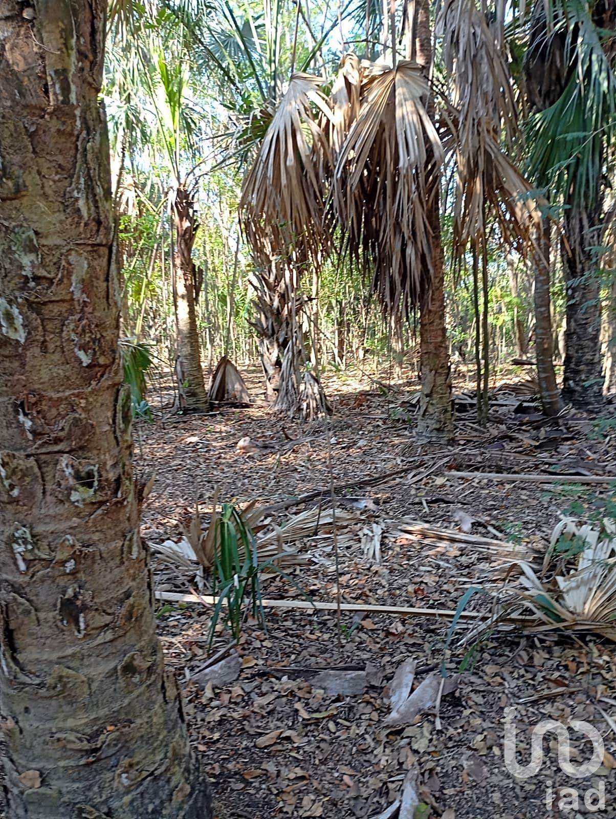 Terreno, hectáreas  en Campeche