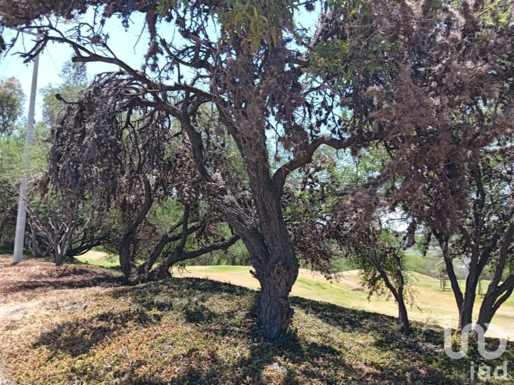 VENTA TERRENO EN RESIDENCIAL ENCINOS