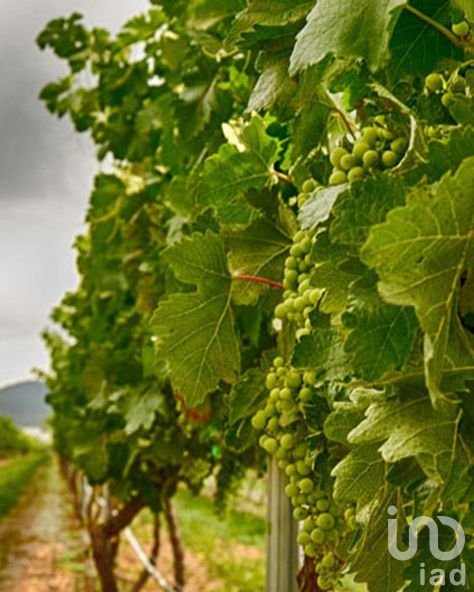 PEÑA DE BERNAL TERRENO VERGEL DE LA PEÑA