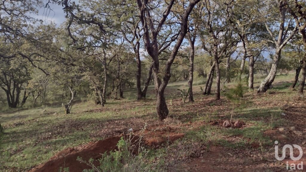 TERRENO CAMPESTRE EN VENTA EN HUASCA,HGO.