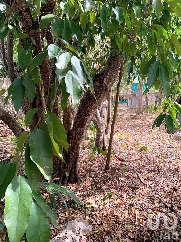 CASA EN VENTA EN EL CENTRO DE MÉRIDA PARA REMODELAR, ZONA SANTIAGO