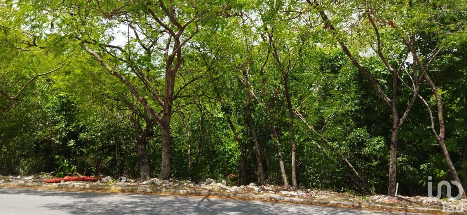 VENDO TERRENO EN ARRECIFES A PASOS DE AV. UNIVERSIDADES, PLAYA DEL CARMEN, Q. ROO VENDO TERRENO EN ARRECIFES A PASOS DE AV. UNIVERSIDADES, PLAYA DEL CARMEN, Q. ROO