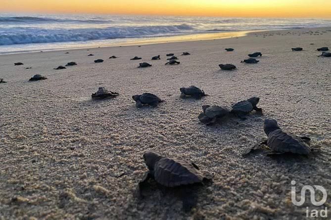 Exclusivo Terreno Frente al Mar con Bioluminiscencia