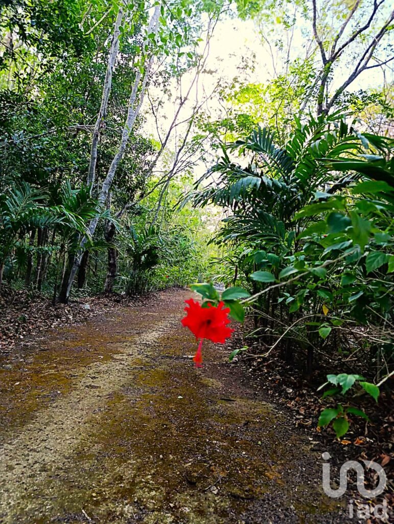 TERRENO ECOLÓGICO CON POSIBILIDAD DE CONSTRUIR HASTA 20 VIVIENDAS. PUEBLO SACBE