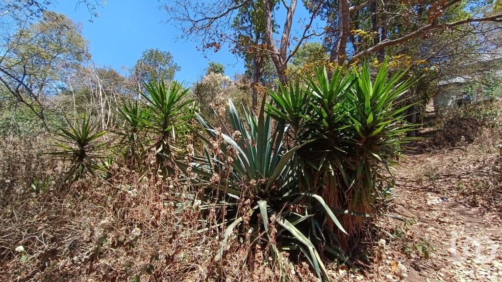 Terreno en venta, Barrio de la Garita, San Cristóbal de las Casas