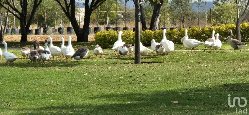 TERRENO EN VENTA QUERETARO EN EL FARO DE LOS CISNES CON CLUB HIPICO, LAGO  Y CASCADAS